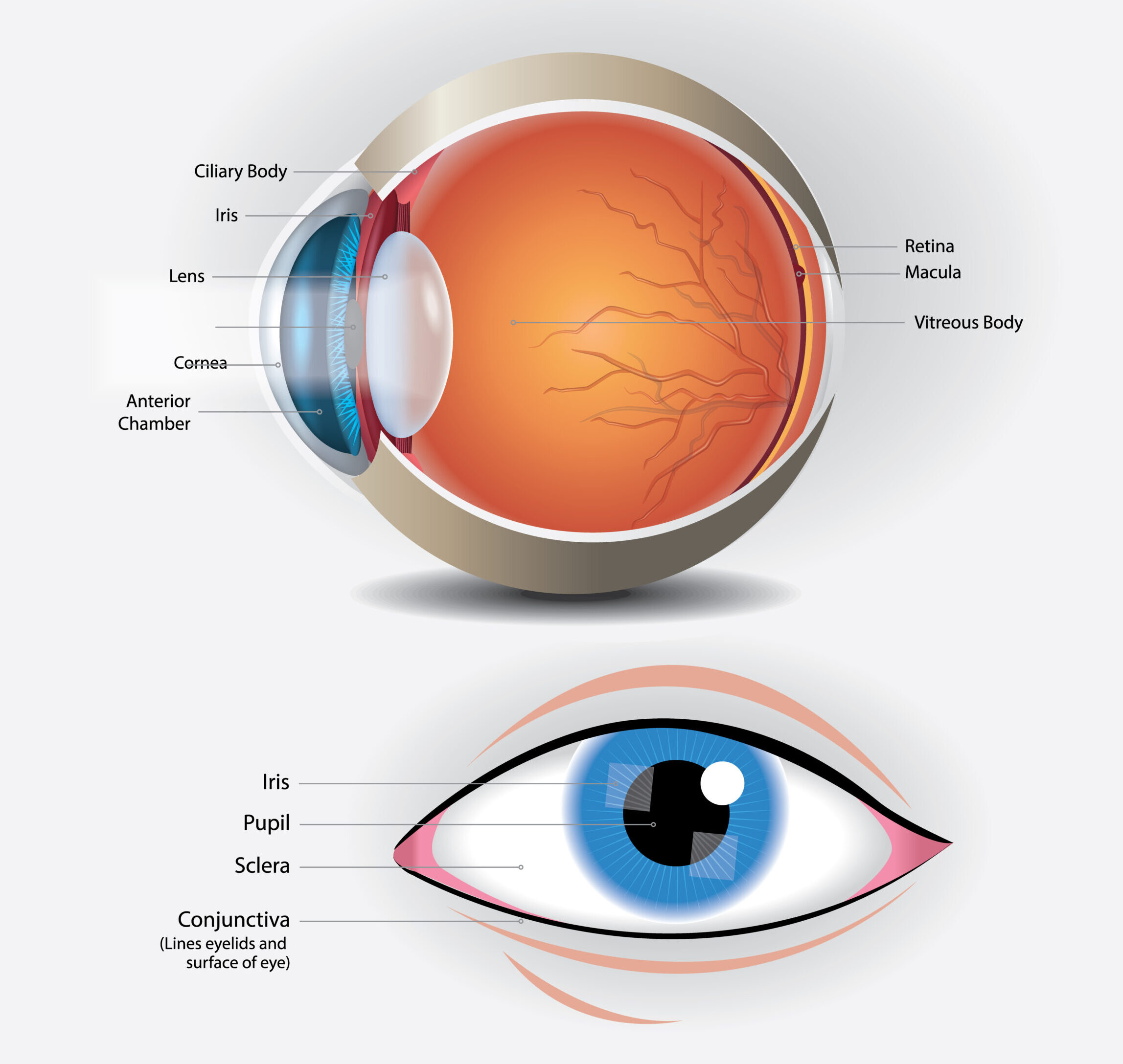 Cornea & Refractive Surgery - Image 2