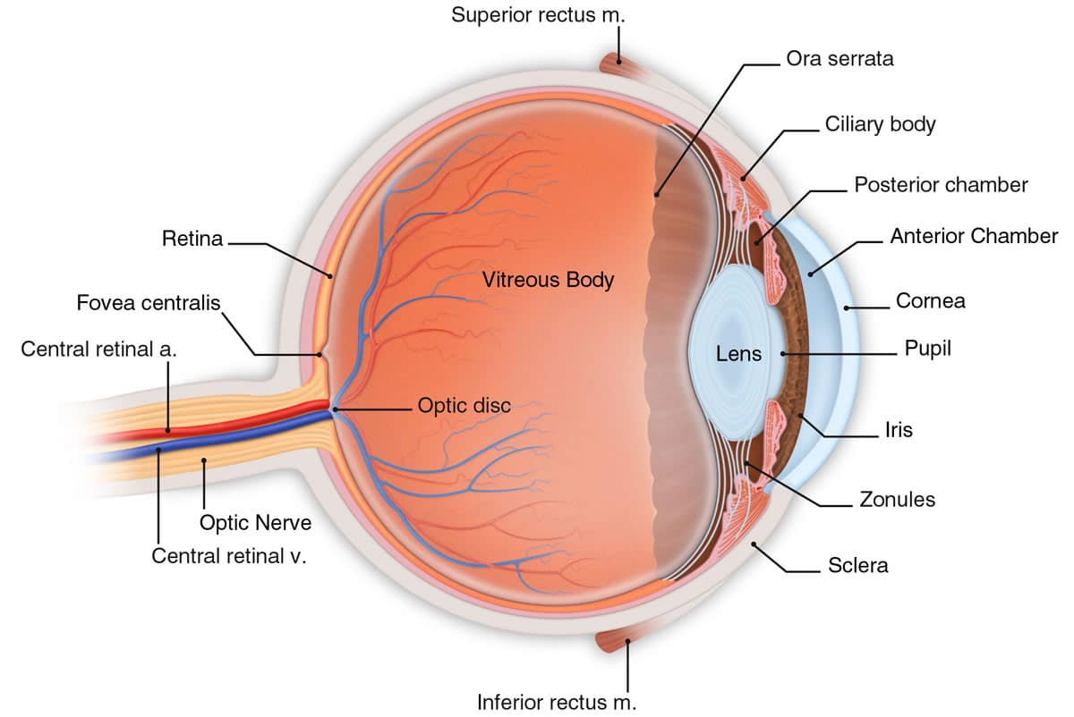 Cornea & Refractive Surgery
